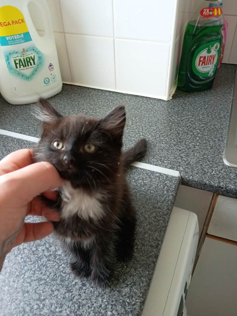 Kitten 8 weeks 