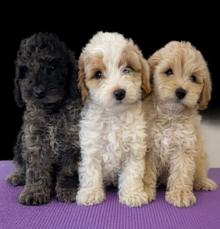 F1b cockapoos