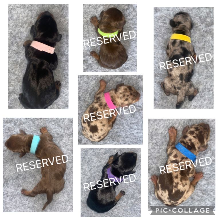 Miniature Dachshund Puppies