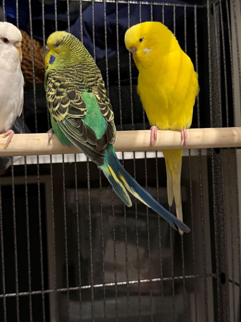 Budgies for sale 