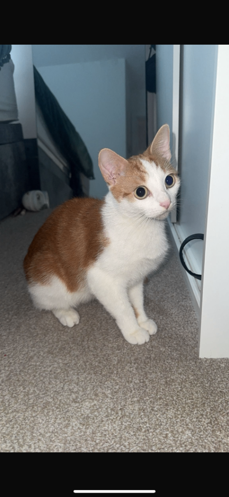 Friendly beautiful kitten for sale 