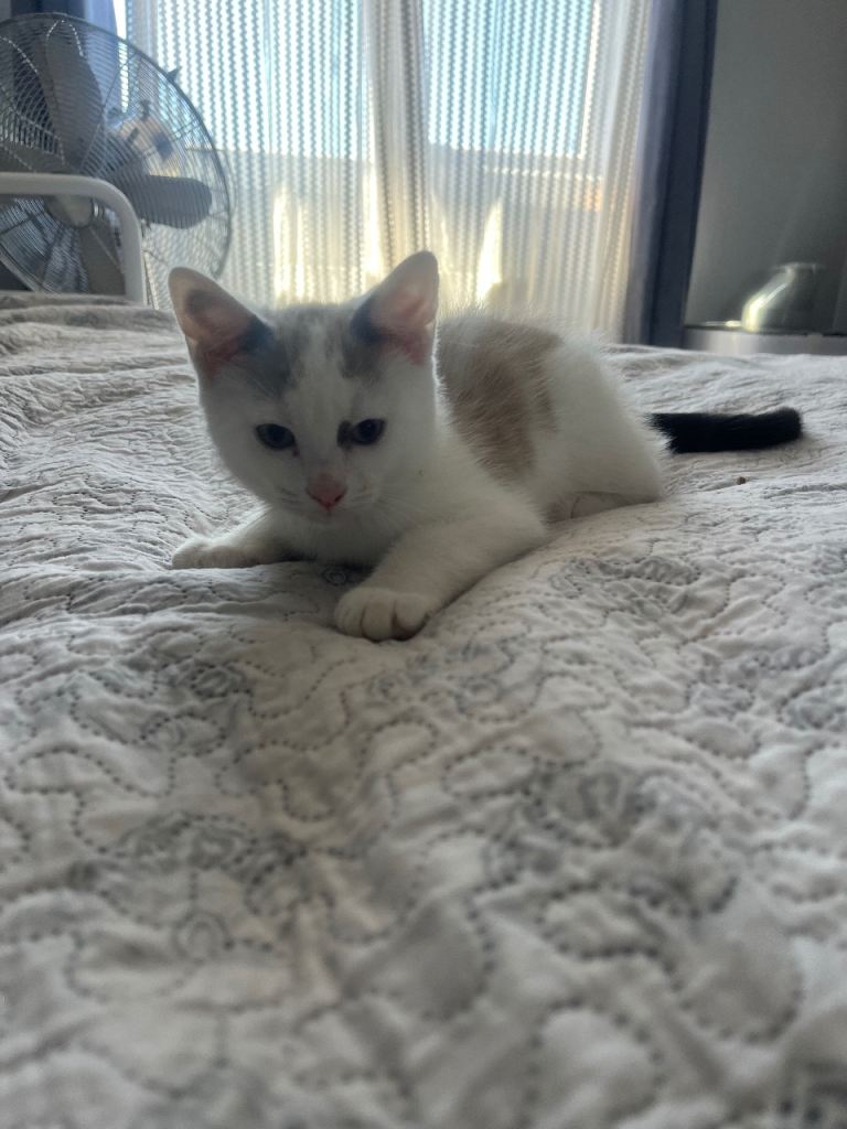 White and grey female kitten 