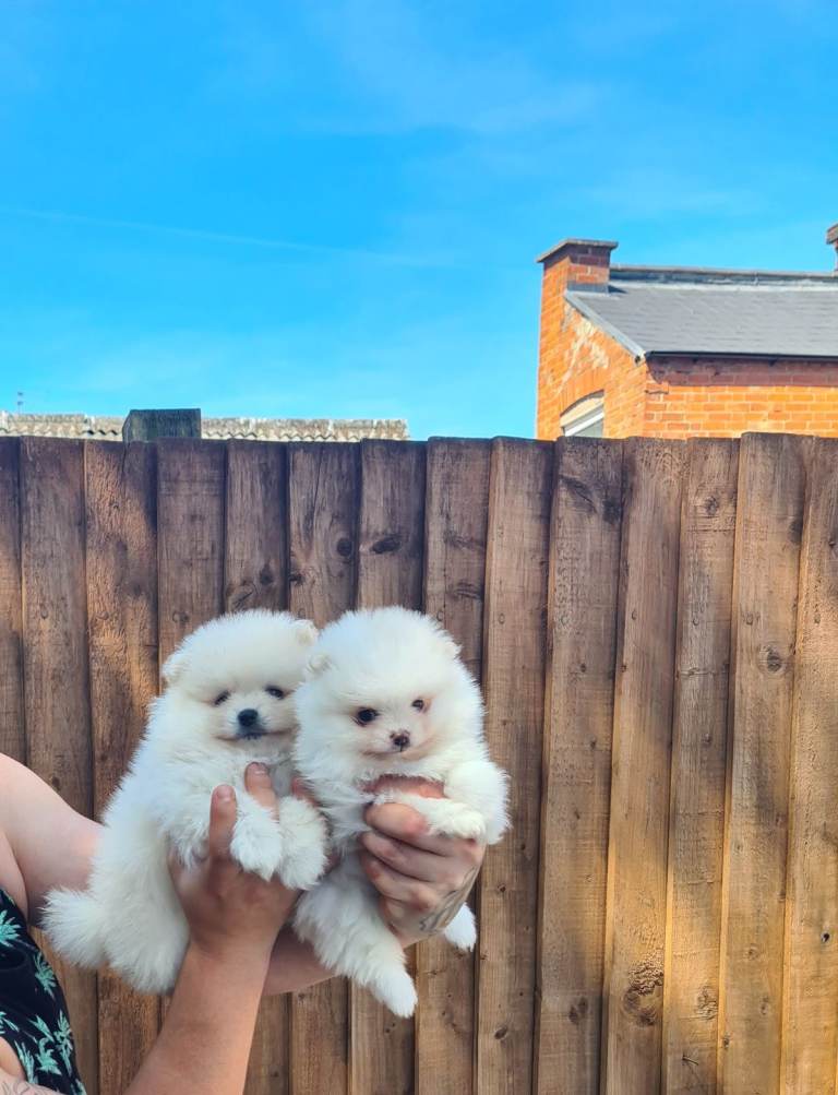 Gorgeous Teddy face pomeranian puppies 🐶 
