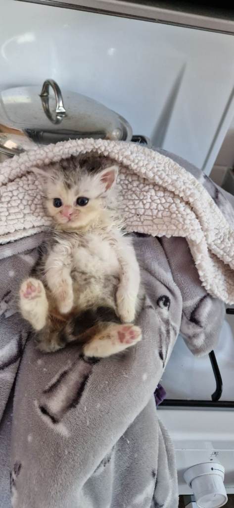 Male persian x kitten for sale 