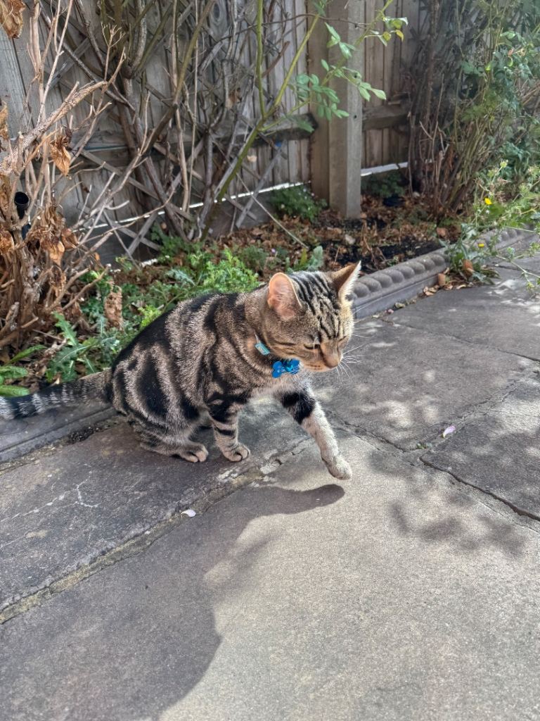 Friendly cat looking for a new home 