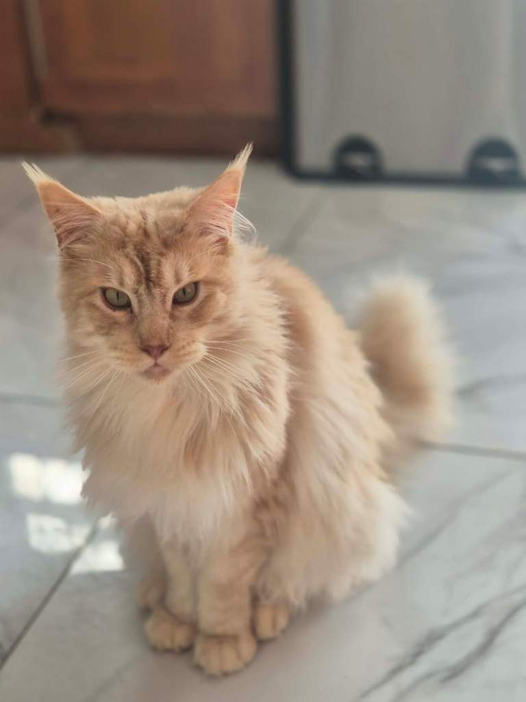 Maine coon for sale