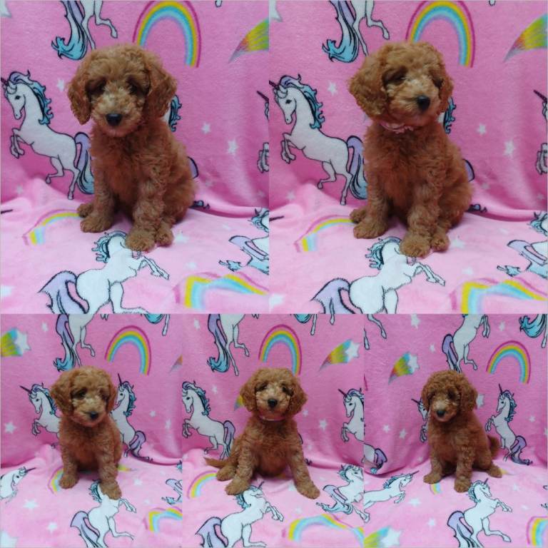  Ready Now, F3b Miniature Labradoodles Puppies 