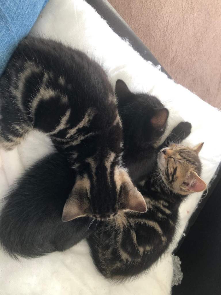 2 tabby kittens 