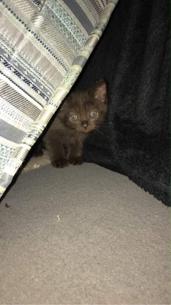 Female Kitten for sale 
