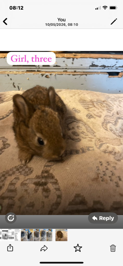 Baby mini Rex