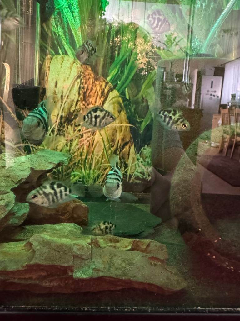 Beautiful Parrot Cichlids 