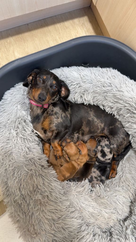 Miniature dachshund puppies for sale 