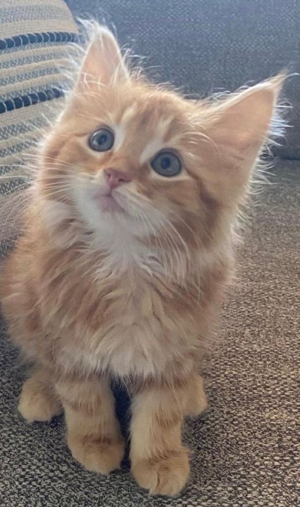 Fluffy ginger  kitten 