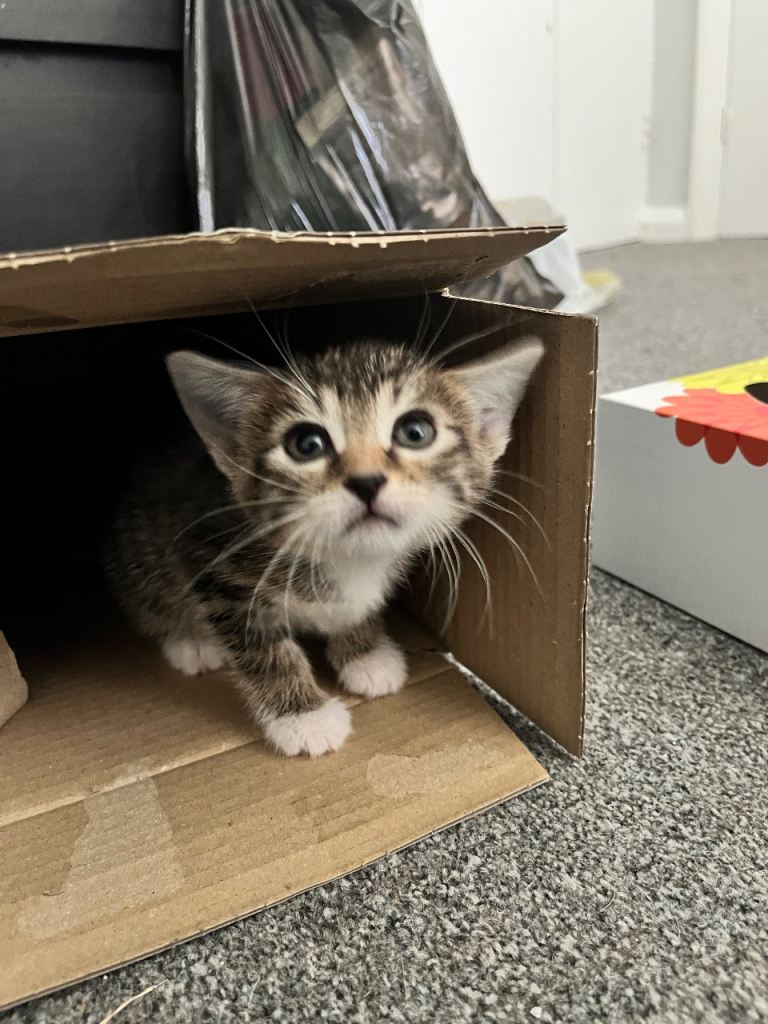Kittens Bengal X