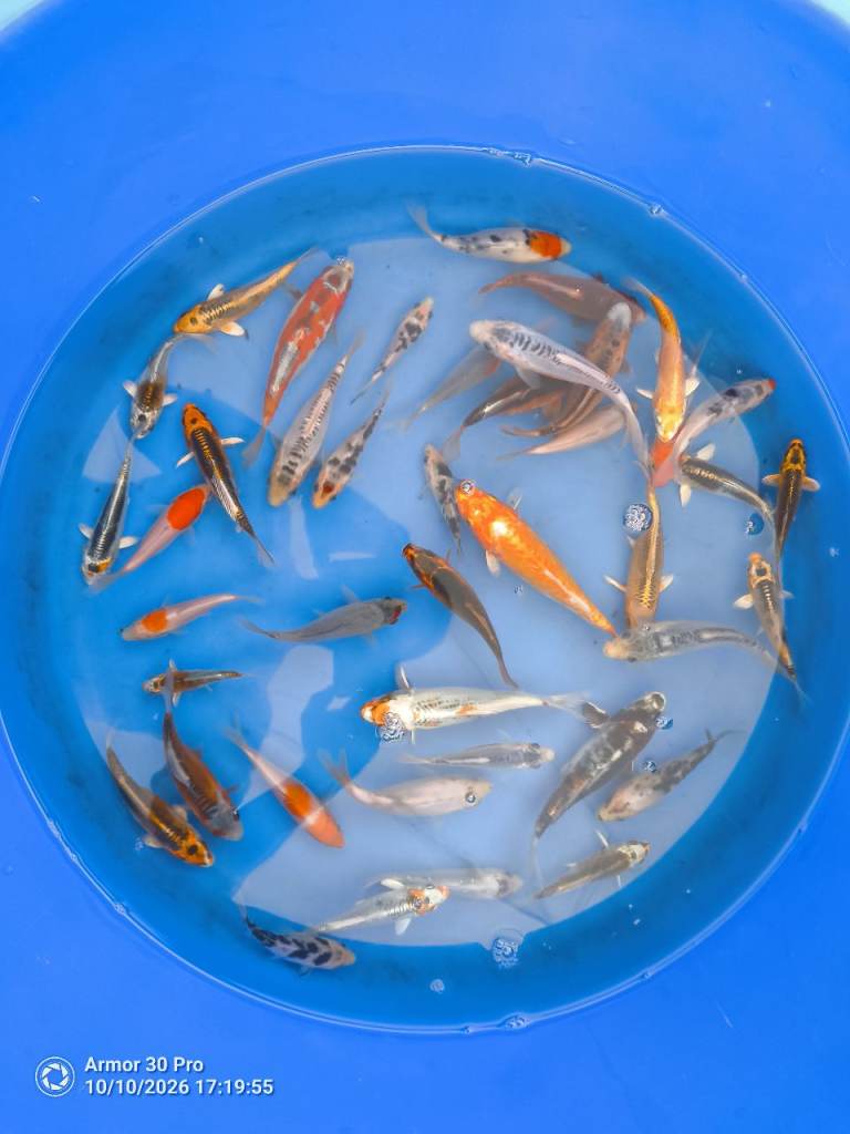 1-15" mixed koi, 4-12" butterfly koi PLEASE SEE PRICING