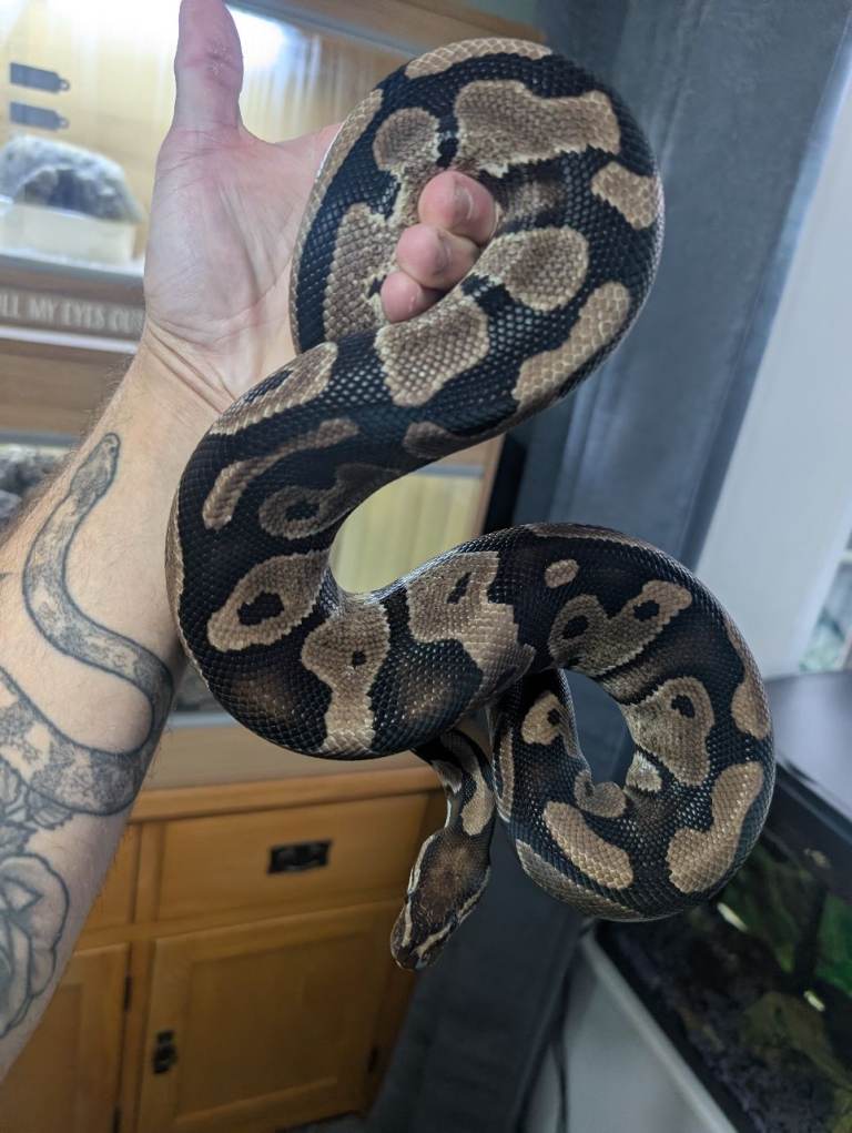 ball python 