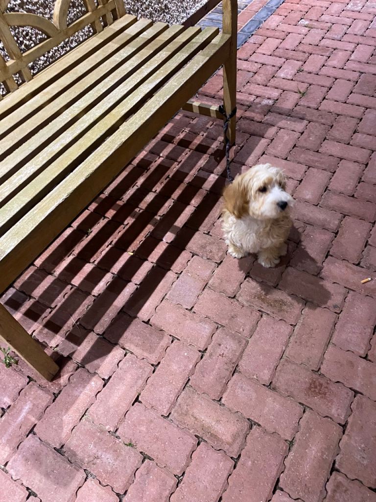 Cockapoo puppies 