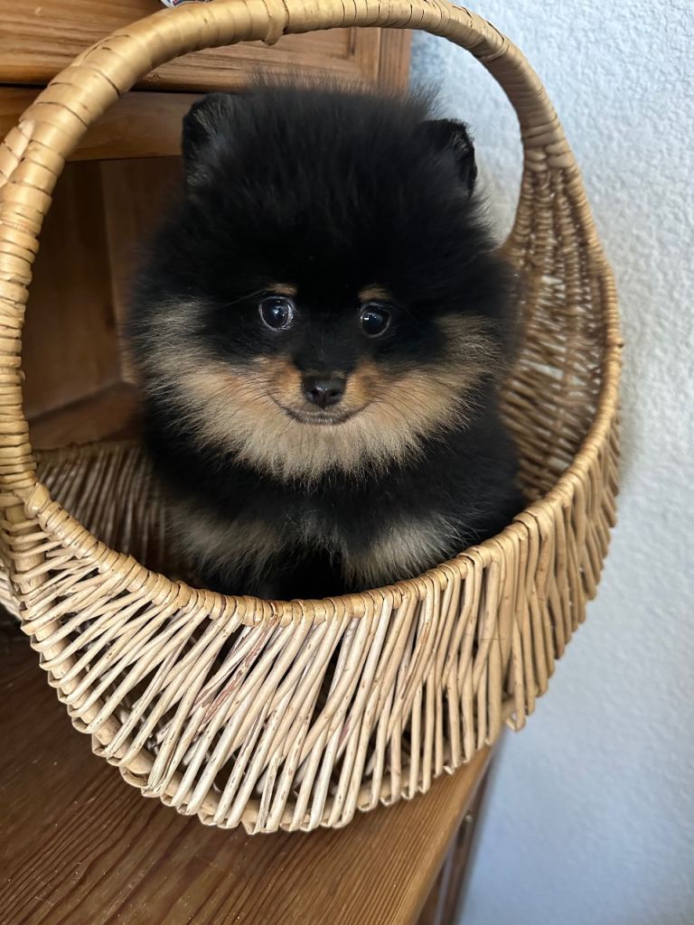 Absolutely gorgeous KC Russian/Taiwan pups