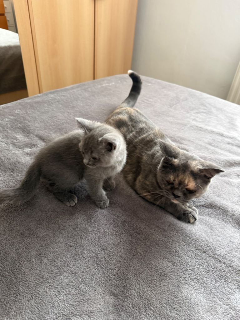 British Short hair cats