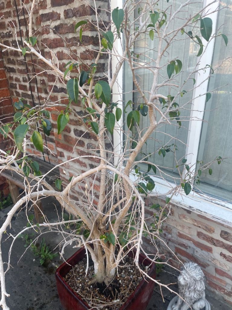 2 large house plants