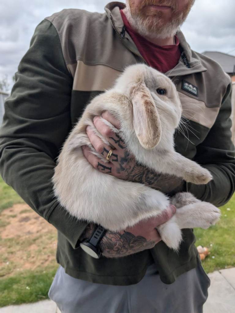 18 month old Mini Lop including 2 Tier Double Hutch 