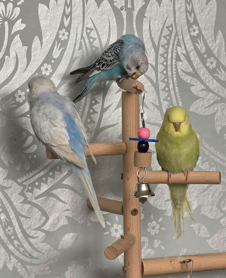 Hand Reared Tame Budgies