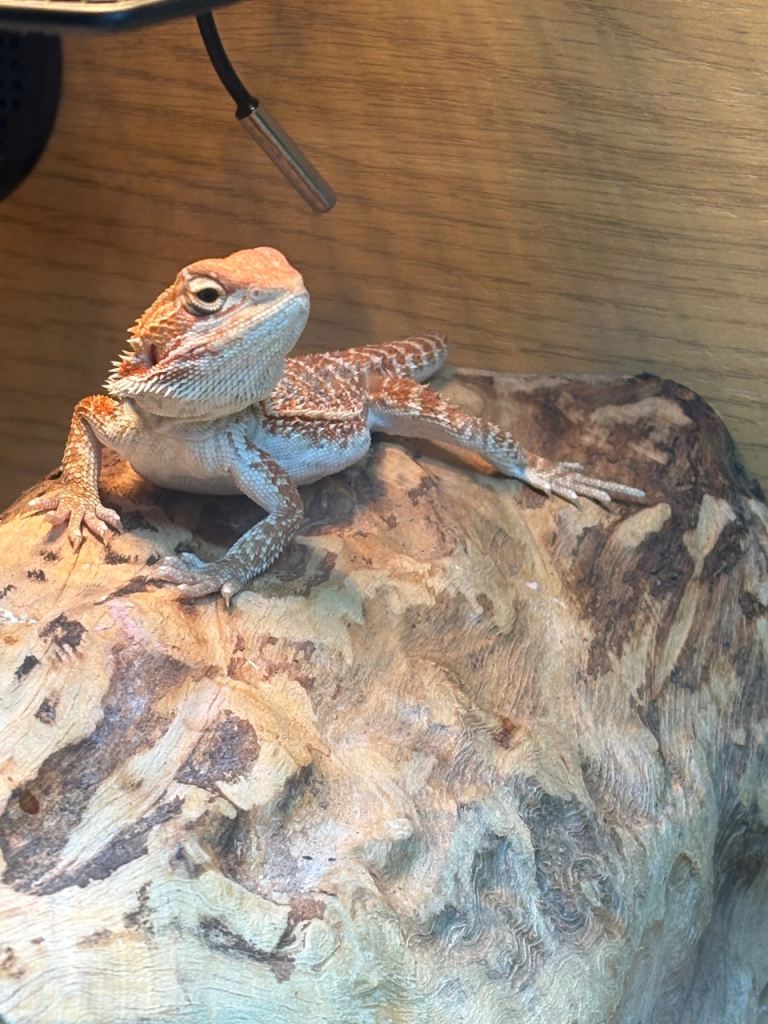 Bearded dragon 