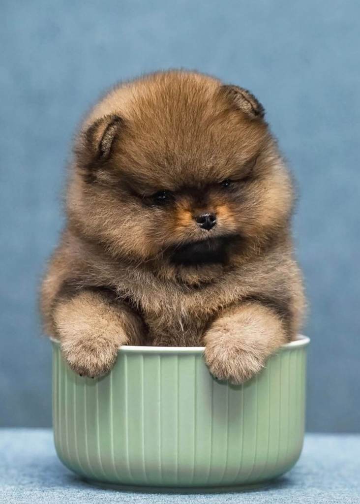 Pomeranian teddy bear girl tiny 