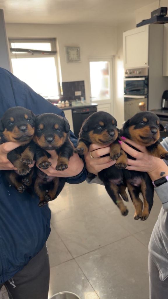 Chunky Rottweiler pups 