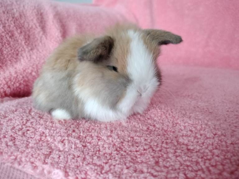 Baby mini lops for sale 