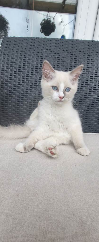 Ragdoll kittens