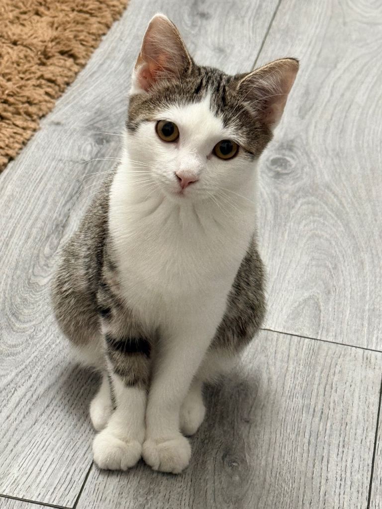 Beautiful British Shorthair Kitten