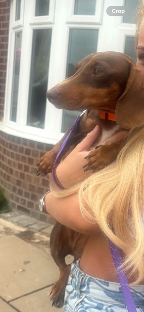 3 year old dachshund 