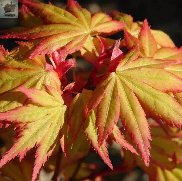 Acer palmatum 'Orange Dream' | Japanese Maple Deciduous Garden Plant Tree In Pot