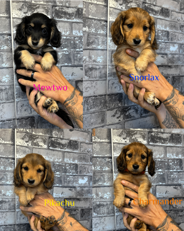 KC registered long hair daschund 