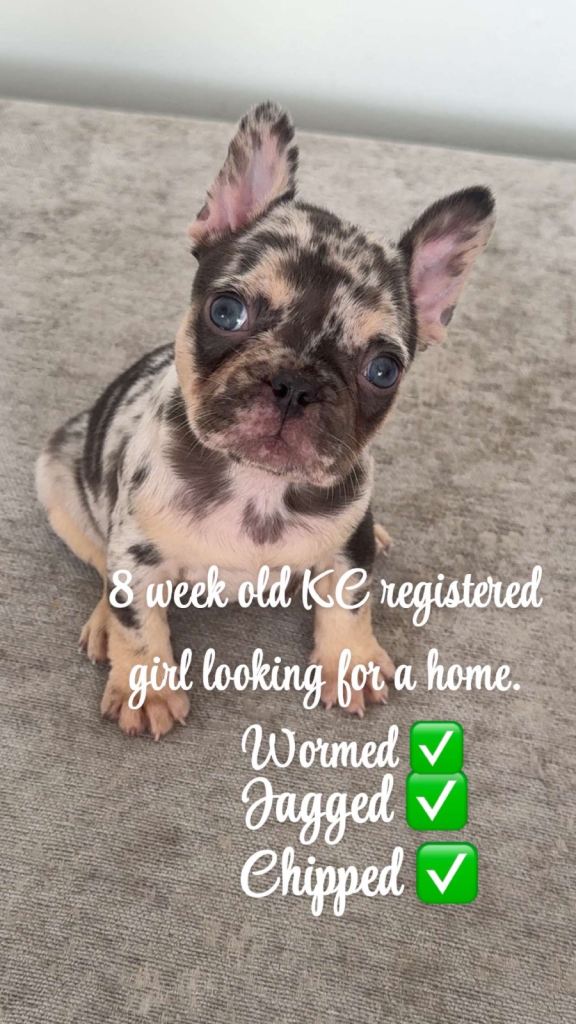 Frenchie puppy 