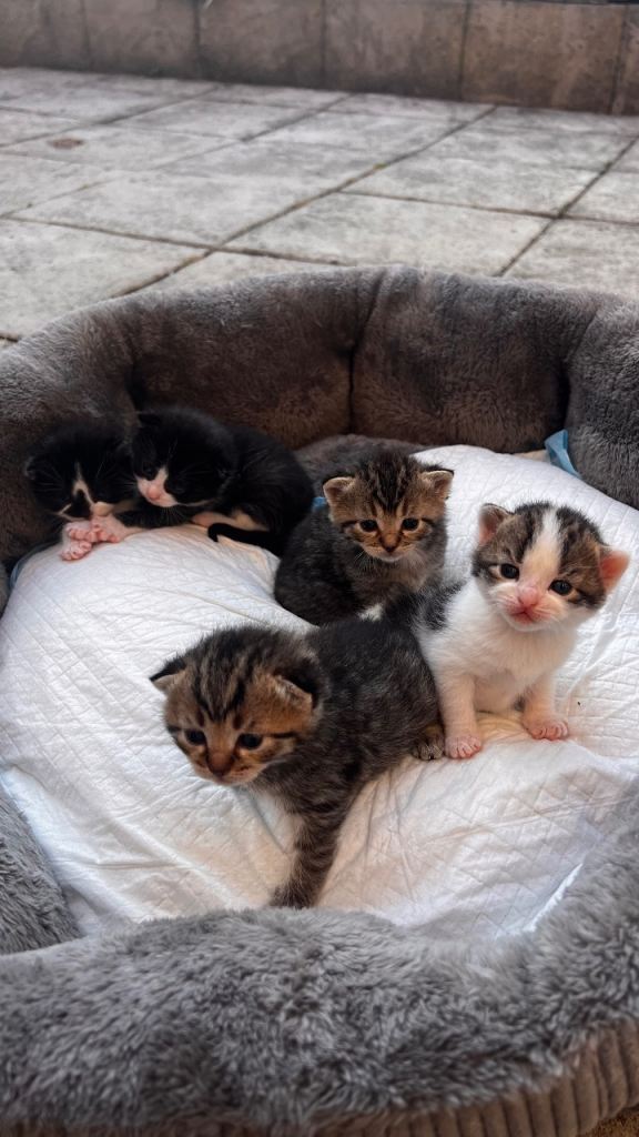 British shorthair kitten 