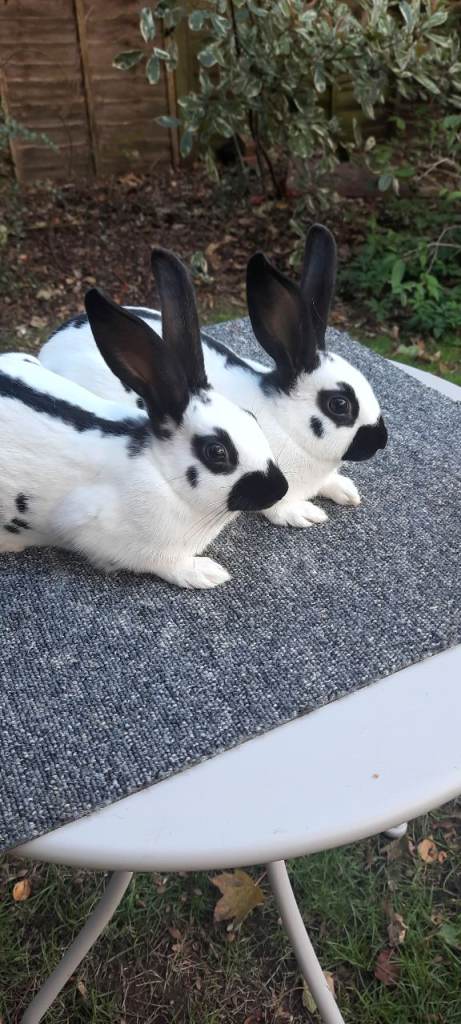 Baby rabbits for sale