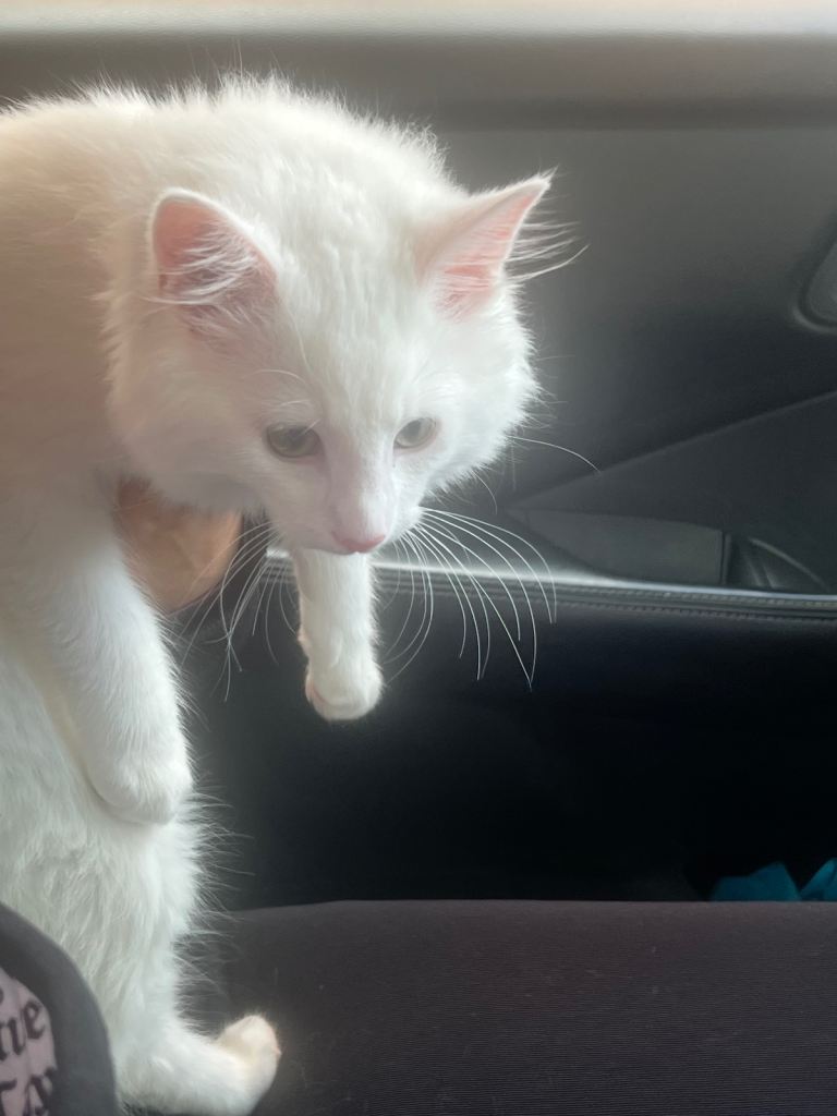 Turkish angora cat