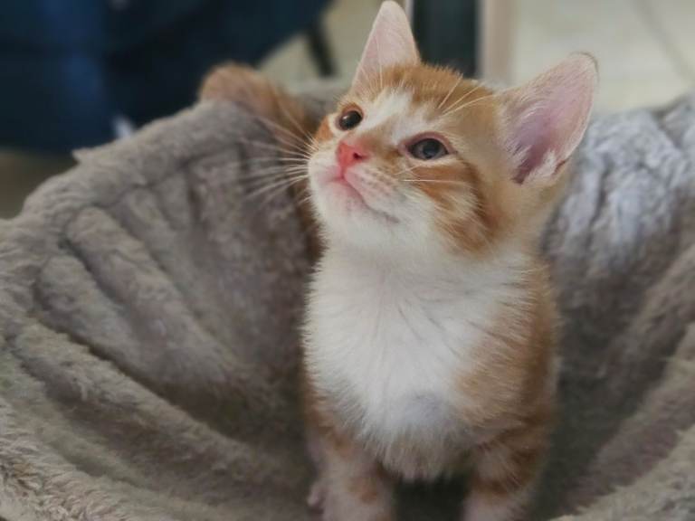 6 kittens, 2 ginger, 1 gray, and 3 black and white