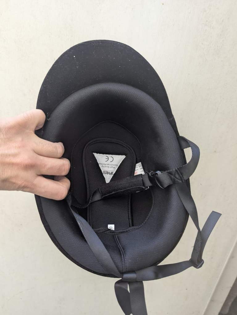 riding horse for sale