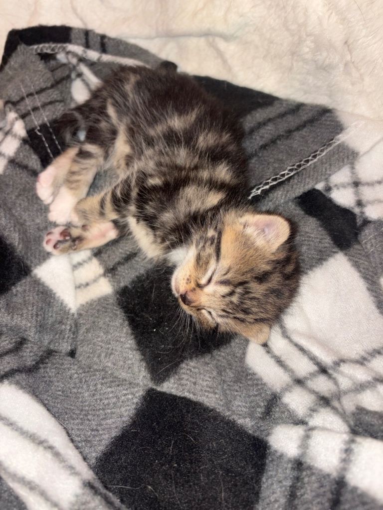 Litter of 5 kittens. 9 weeks old 2nd August 