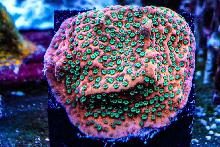 Tropic Thunder marine coral frag not mushroom Zoa carbon