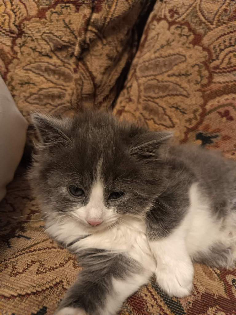 Kitten for sale 
