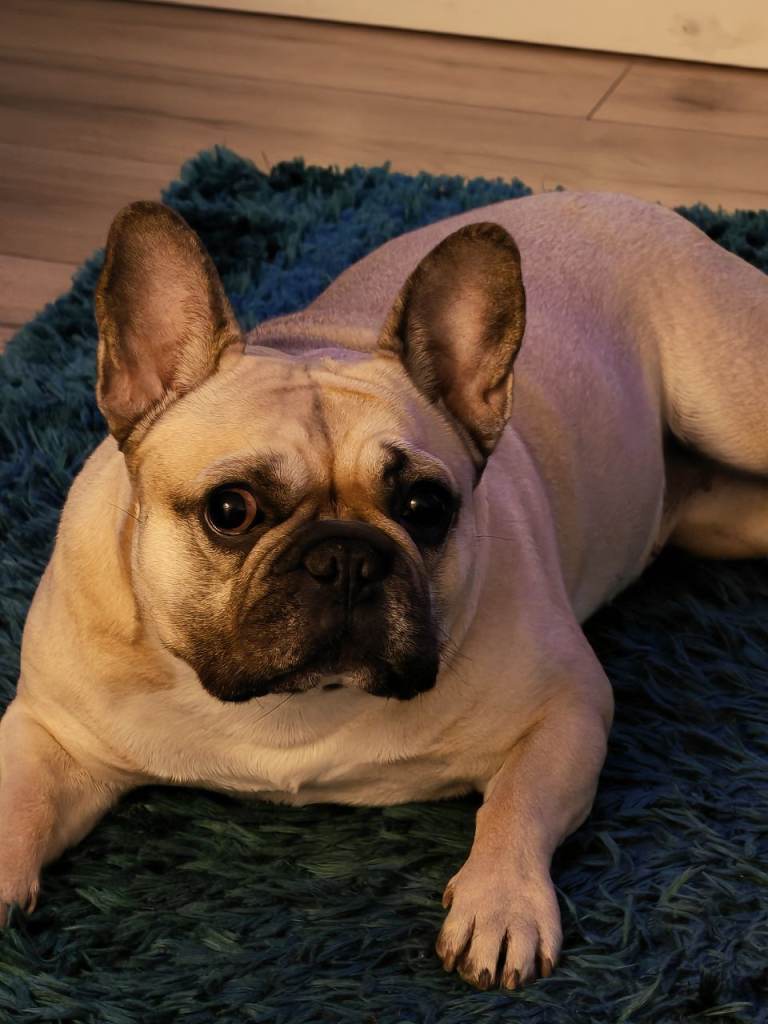 Female french bulldog