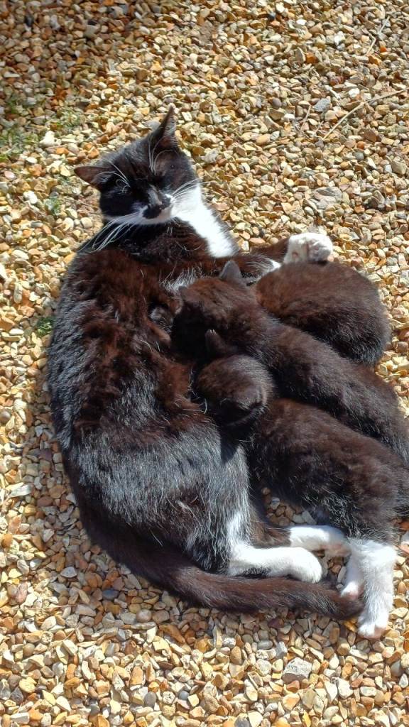 3 kittens needing to be rehomed