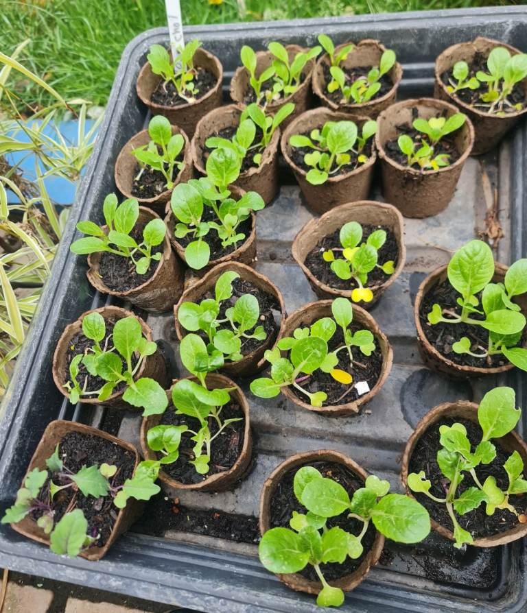 Pak choi plants