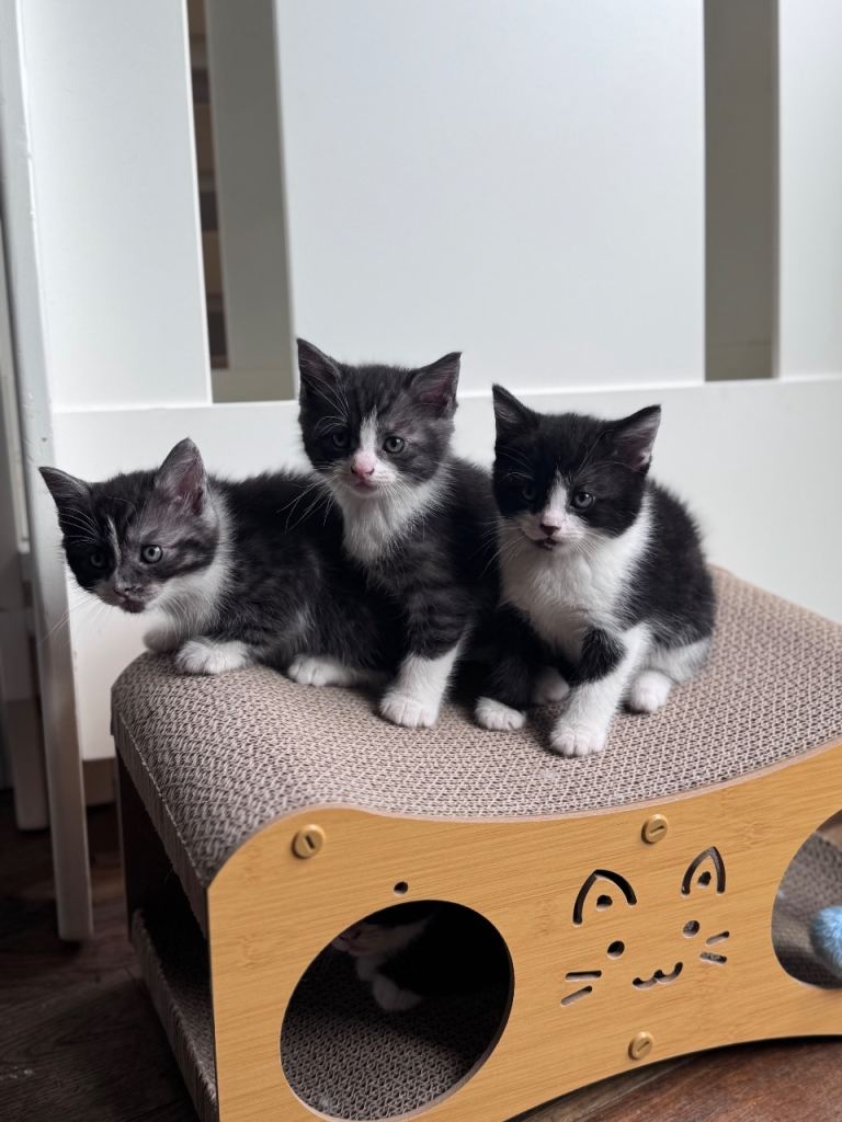 Stunning black and white kittens 