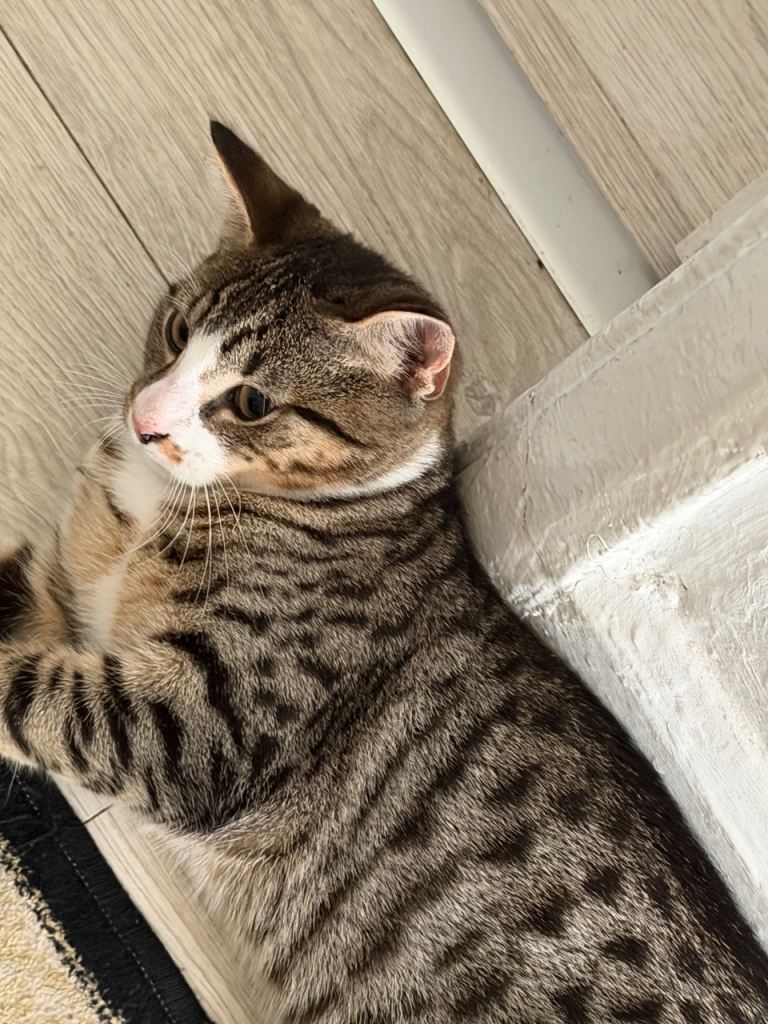 Male cat