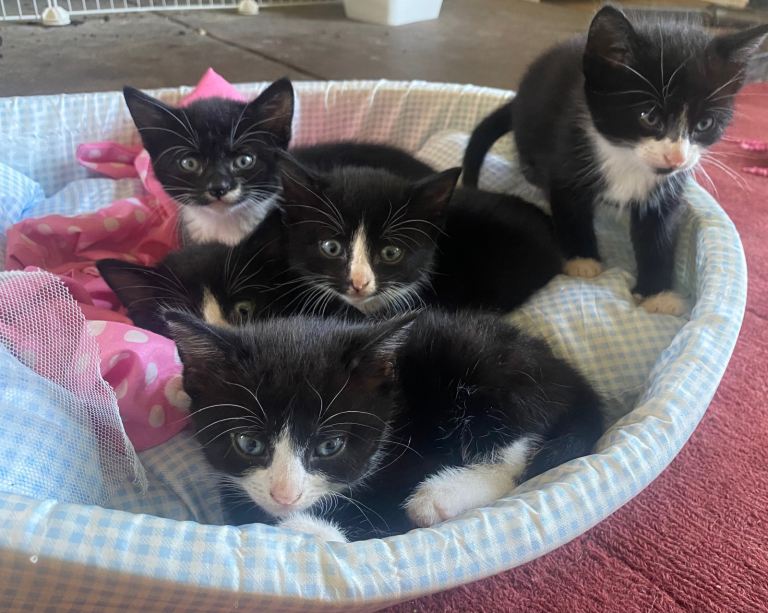 Beautiful Tuxedo Kittens 
